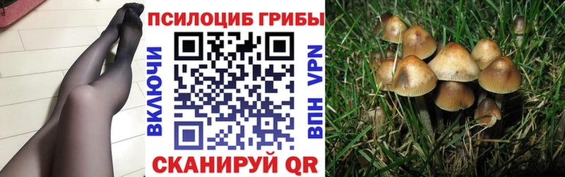 kraken зеркало  Бердск  Галлюциногенные грибы GOLDEN TEACHER 